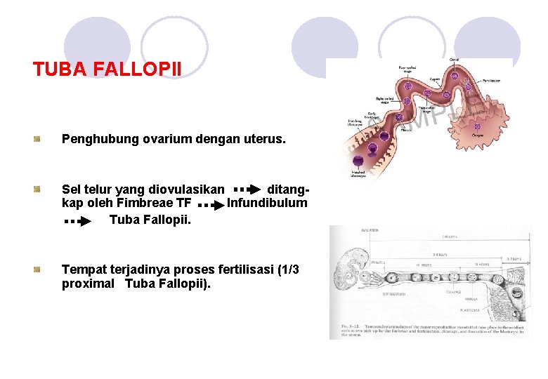 TUBA FALLOPII Penghubung ovarium dengan uterus. Sel telur yang diovulasikan ditangkap oleh Fimbreae TF