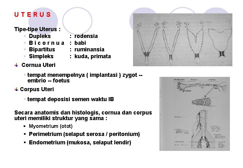 UTERUS Tipe-tipe Uterus : § Dupleks § Bicornua § Bipartitus § Simpleks : :