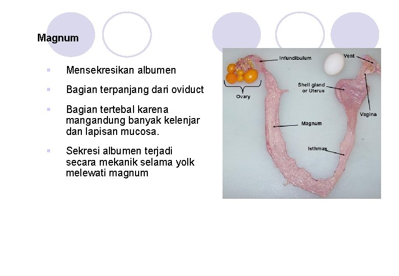 Magnum § Mensekresikan albumen § Bagian terpanjang dari oviduct § Bagian tertebal karena mangandung