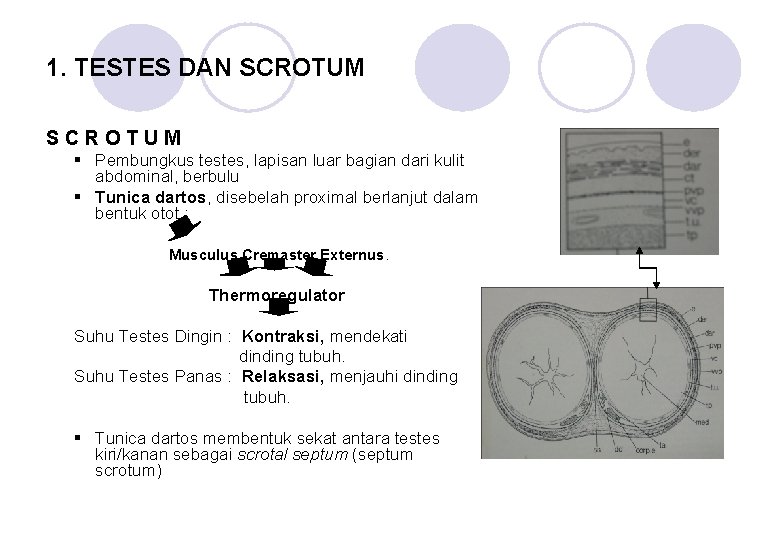 1. TESTES DAN SCROTUM § Pembungkus testes, lapisan luar bagian dari kulit abdominal, berbulu