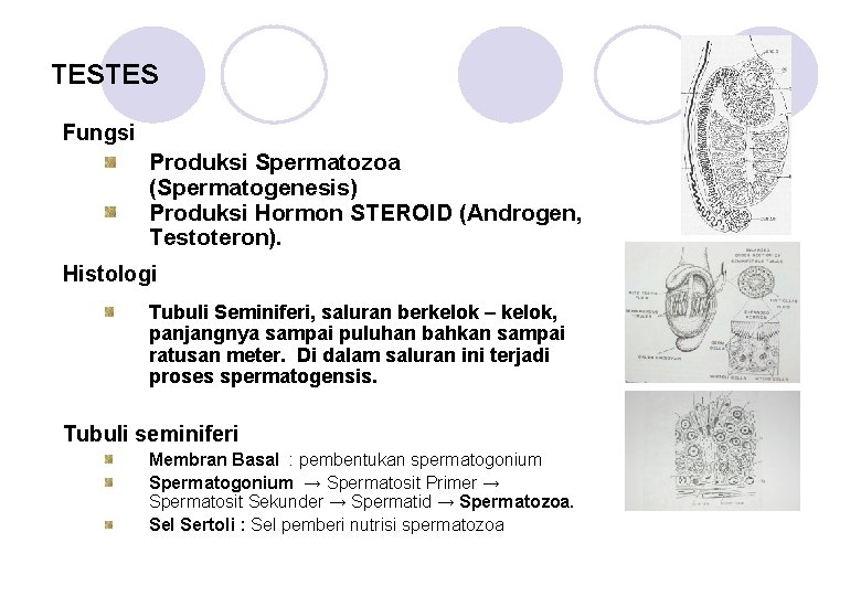 TESTES Fungsi Produksi Spermatozoa (Spermatogenesis) Produksi Hormon STEROID (Androgen, Testoteron). Histologi Tubuli Seminiferi, saluran