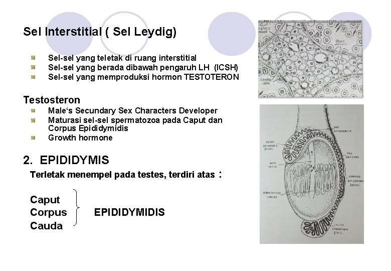 Sel Interstitial ( Sel Leydig) Sel-sel yang teletak di ruang interstitial Sel-sel yang berada