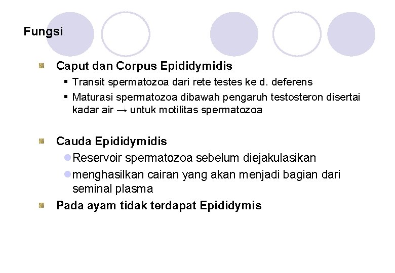 Fungsi Caput dan Corpus Epididymidis § Transit spermatozoa dari rete testes ke d. deferens