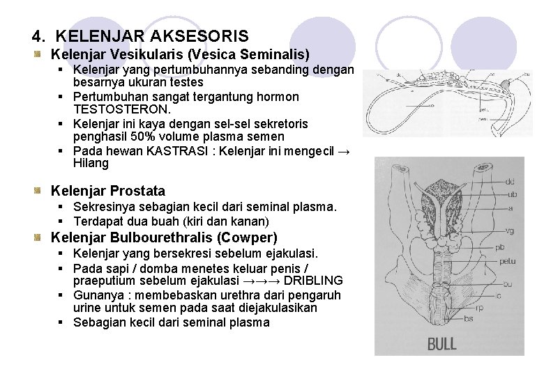 4. KELENJAR AKSESORIS Kelenjar Vesikularis (Vesica Seminalis) § Kelenjar yang pertumbuhannya sebanding dengan besarnya