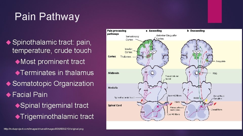 Pain Pathway Spinothalamic tract: pain, temperature, crude touch Most prominent tract Terminates in thalamus