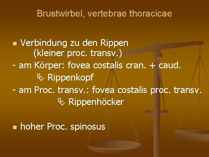 Brustwirbel, vertebrae thoracicae Verbindung zu den Rippen (kleiner proc. transv. ) - am Körper: