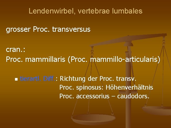 Lendenwirbel, vertebrae lumbales grosser Proc. transversus cran. : Proc. mammillaris (Proc. mammillo-articularis) tierartl. Diff.