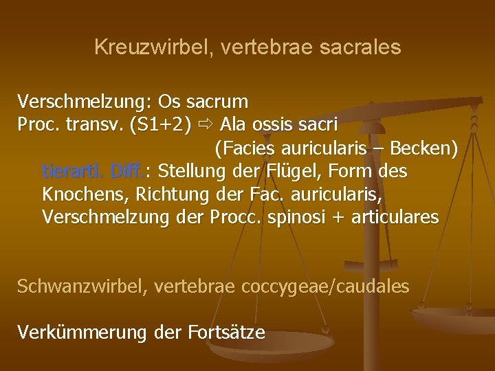 Kreuzwirbel, vertebrae sacrales Verschmelzung: Os sacrum Proc. transv. (S 1+2) Ala ossis sacri (Facies