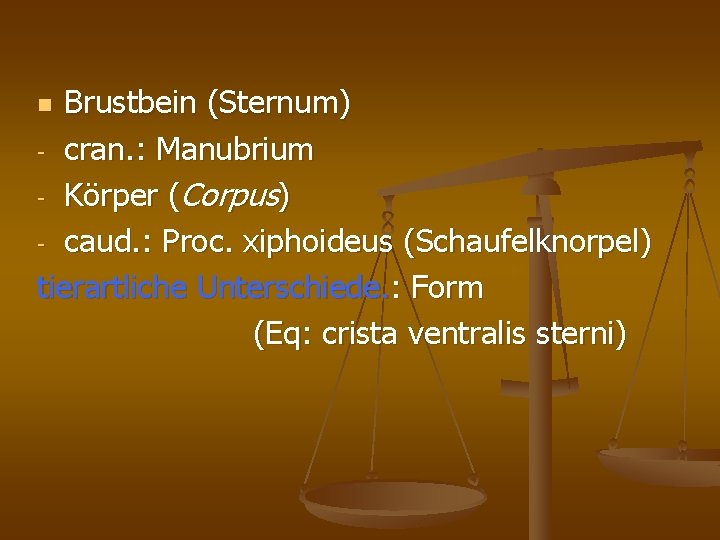 Brustbein (Sternum) - cran. : Manubrium - Körper (Corpus) - caud. : Proc. xiphoideus