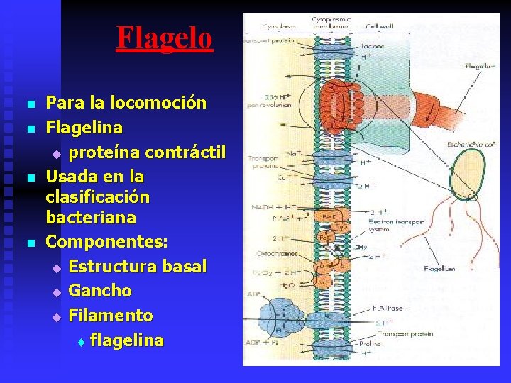 Flagelo n n Para la locomoción Flagelina u proteína contráctil Usada en la clasificación