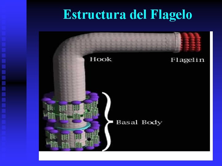 Estructura del Flagelo 