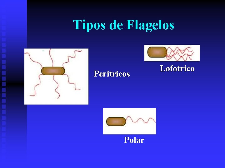 Tipos de Flagelos Peritricos Polar Lofotrico 