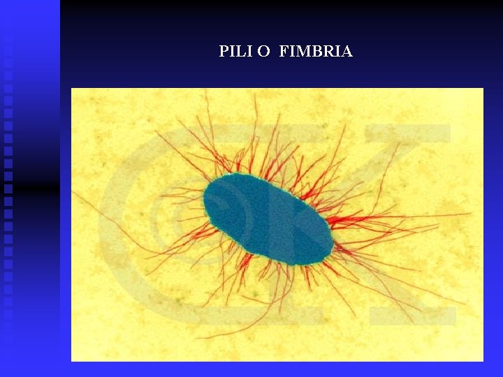 PILI O FIMBRIA 
