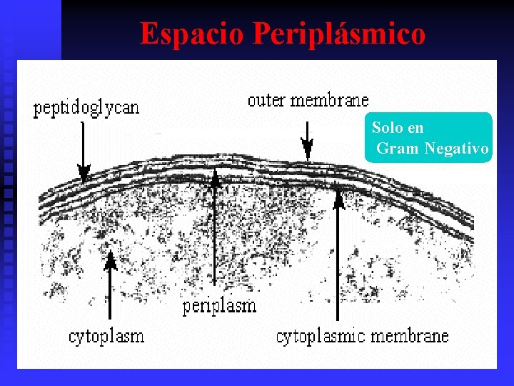 Espacio Periplásmico Solo en Gram Negativo 