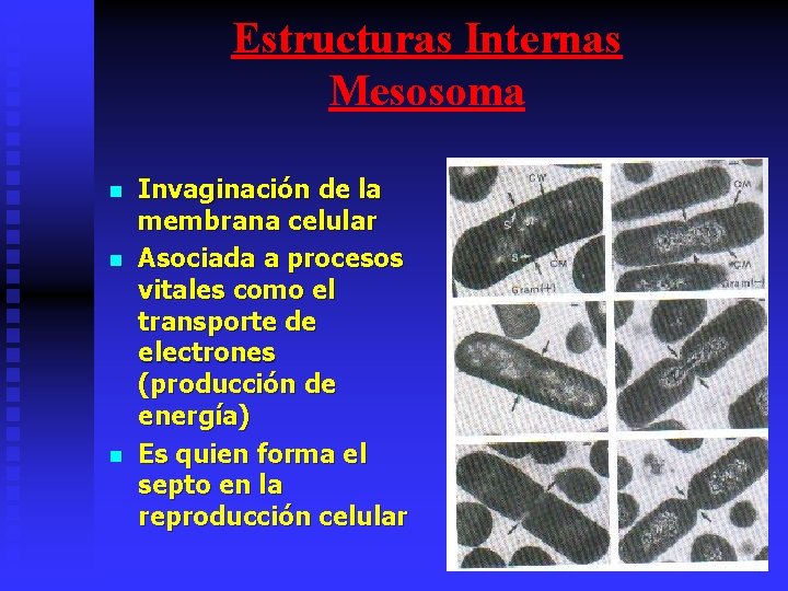 Estructuras Internas Mesosoma n n n Invaginación de la membrana celular Asociada a procesos