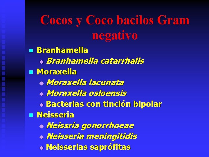 Cocos y Coco bacilos Gram negativo n Branhamella u n Branhamella catarrhalis Moraxella lacunata