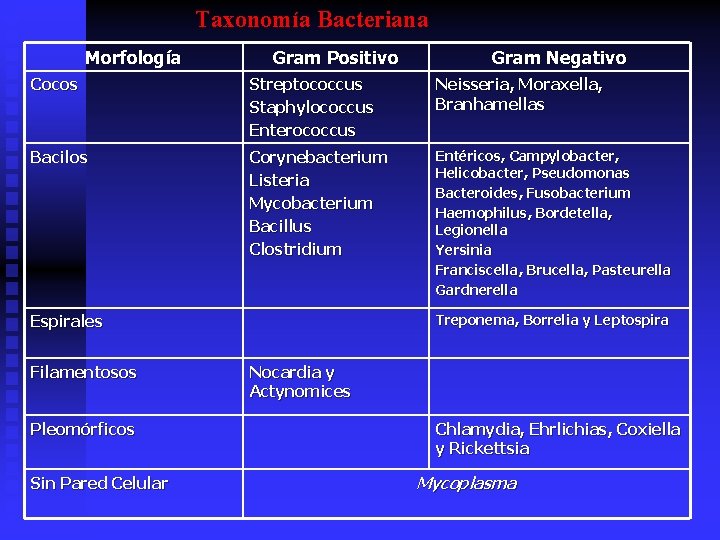 Taxonomía Bacteriana Morfología Gram Positivo Gram Negativo Cocos Streptococcus Staphylococcus Enterococcus Neisseria, Moraxella, Branhamellas