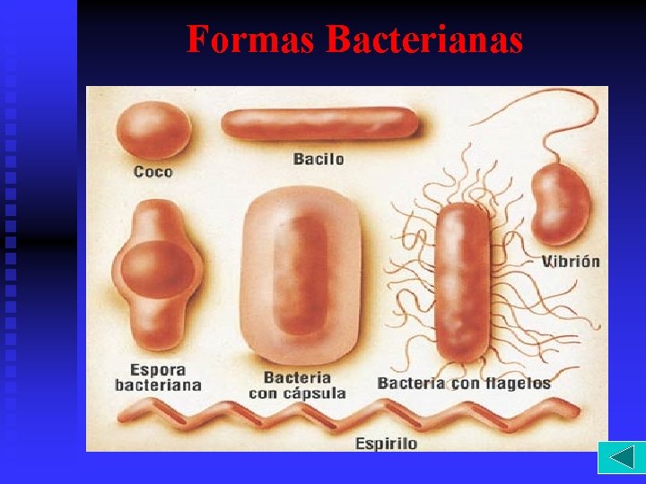 Formas Bacterianas 