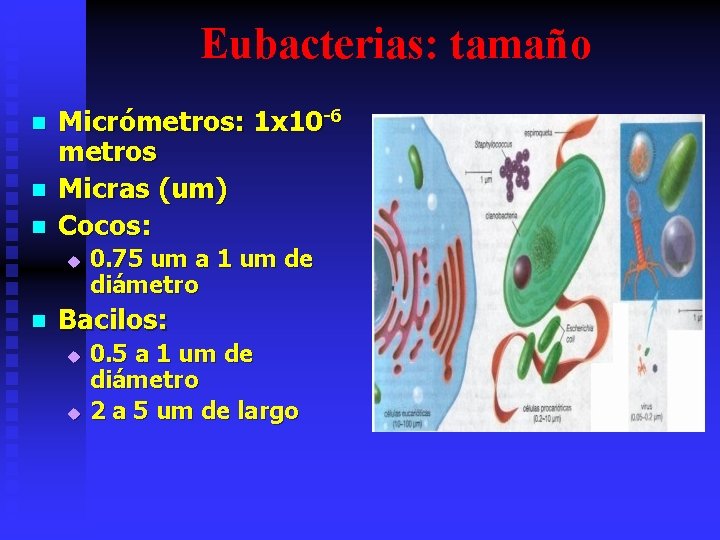 Eubacterias: tamaño n n n Micrómetros: 1 x 10 -6 metros Micras (um) Cocos: