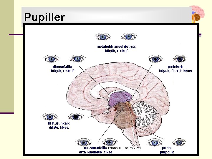 Pupiller metabolik ansefalopati: küçük, reaktif diensefalik: küçük, reaktif pretektal: büyük, fikse, hippus III KS(unkal):