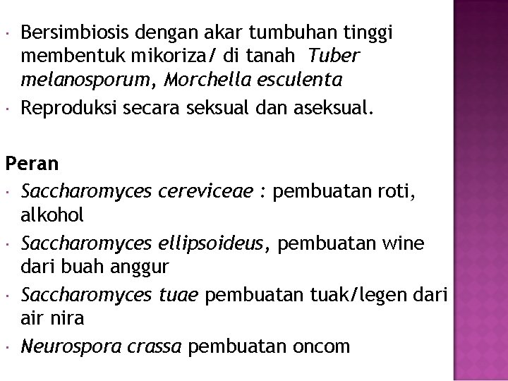  Bersimbiosis dengan akar tumbuhan tinggi membentuk mikoriza/ di tanah Tuber melanosporum, Morchella esculenta