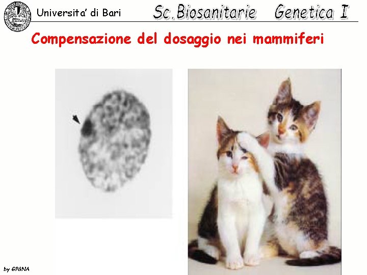 Universita’ di Bari Compensazione del dosaggio nei mammiferi by GP&NA 