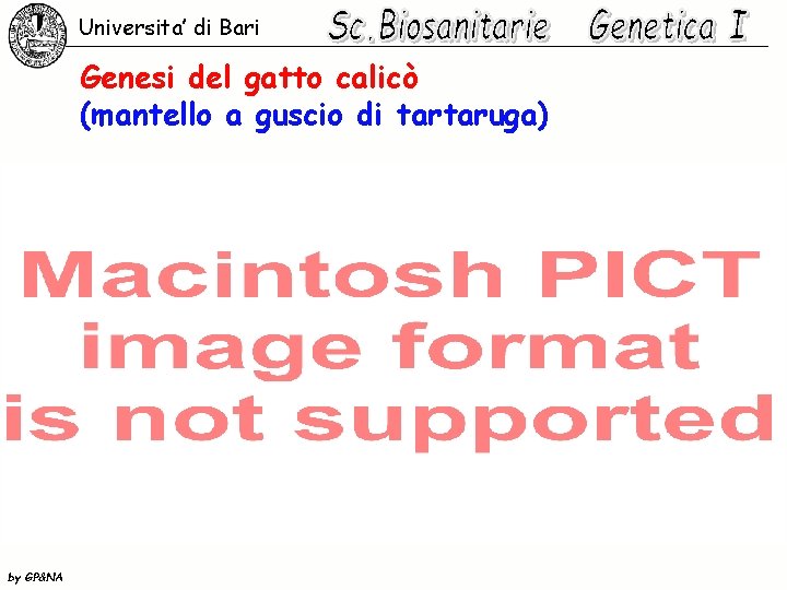 Universita’ di Bari Genesi del gatto calicò (mantello a guscio di tartaruga) by GP&NA