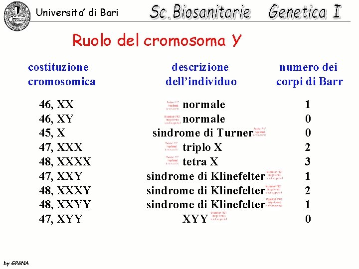 Universita’ di Bari Ruolo del cromosoma Y costituzione cromosomica 46, XX 46, XY 45,