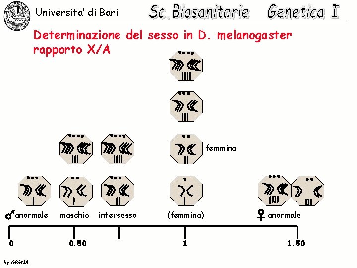 Universita’ di Bari Determinazione del sesso in D. melanogaster rapporto X/A femmina anormale 0