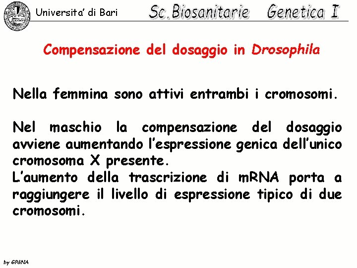 Universita’ di Bari Compensazione del dosaggio in Drosophila Nella femmina sono attivi entrambi i