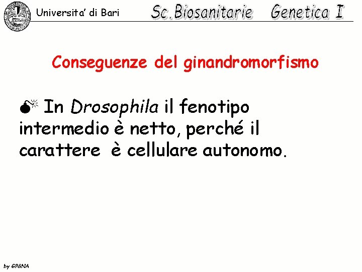 Universita’ di Bari Conseguenze del ginandromorfismo M In Drosophila il fenotipo intermedio è netto,