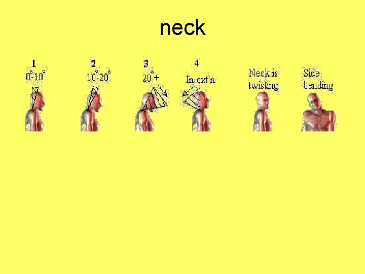 neck 