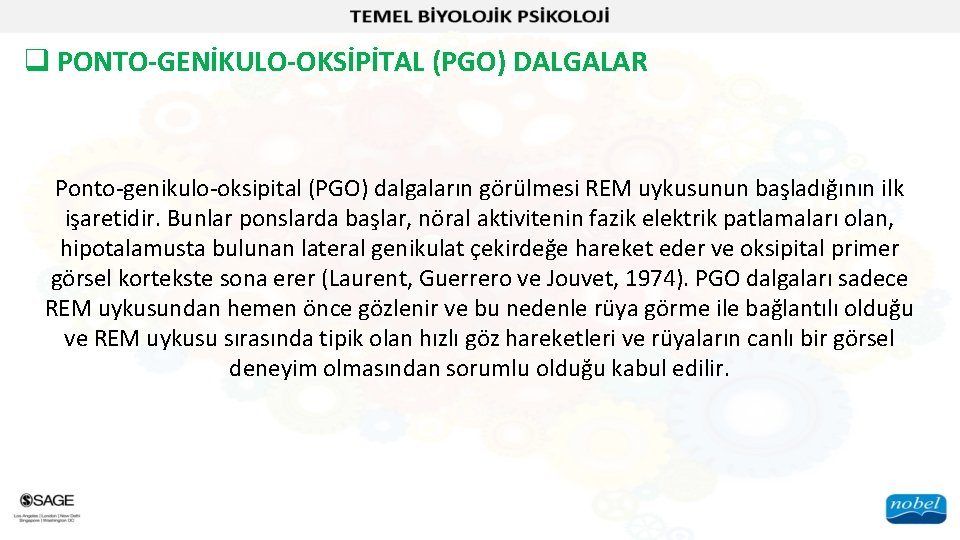 q PONTO-GENİKULO-OKSİPİTAL (PGO) DALGALAR Ponto-genikulo-oksipital (PGO) dalgaların görülmesi REM uykusunun başladığının ilk işaretidir. Bunlar