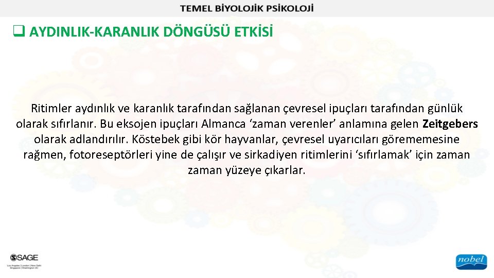 q AYDINLIK-KARANLIK DÖNGÜSÜ ETKİSİ Ritimler aydınlık ve karanlık tarafından sağlanan çevresel ipuçları tarafından günlük