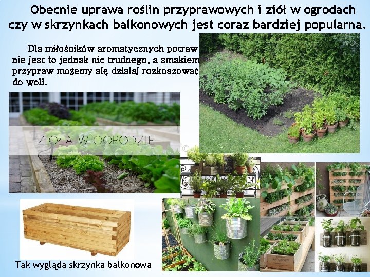 Obecnie uprawa roślin przyprawowych i ziół w ogrodach czy w skrzynkach balkonowych jest coraz