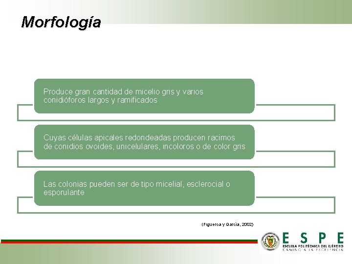 Morfología Produce gran cantidad de micelio gris y varios conidióforos largos y ramificados Cuyas