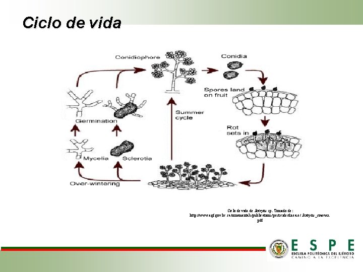 Ciclo de vida de Botrytis sp. Tomado de: http: //www. agf. gov. bc. ca/ornamentals/publications/pesticide/disease/