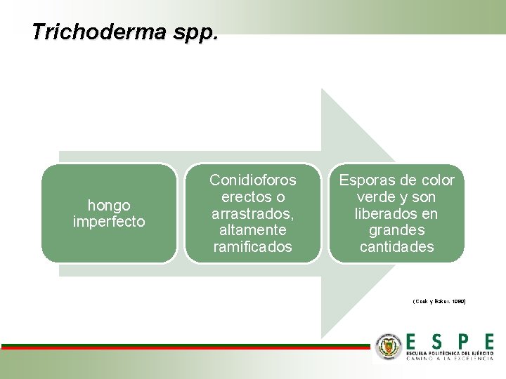 Trichoderma spp. hongo imperfecto Conidioforos erectos o arrastrados, altamente ramificados Esporas de color verde