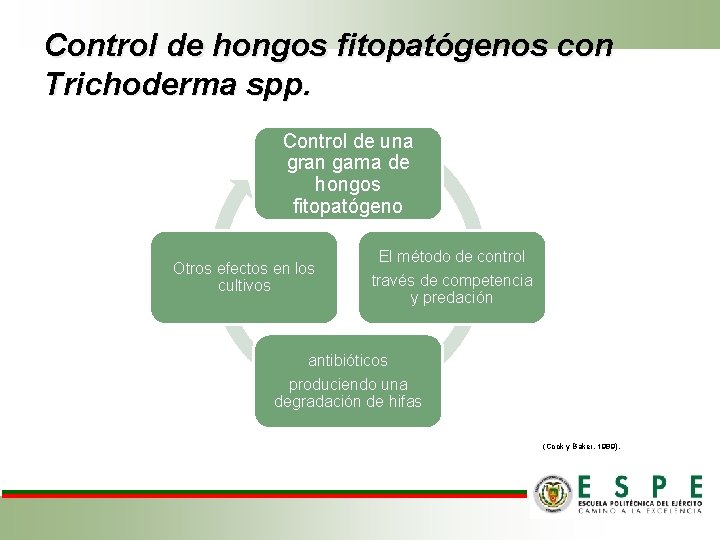 Control de hongos fitopatógenos con Trichoderma spp. Control de una gran gama de hongos