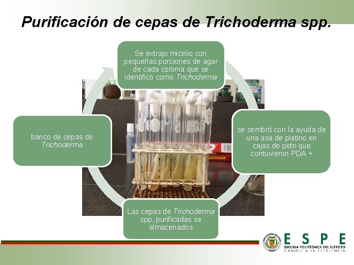 Purificación de cepas de Trichoderma spp. Se extrajo micelio con pequeñas porciones de agar