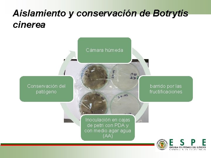 Aislamiento y conservación de Botrytis cinerea Cámara húmeda barrido por las fructificaciones Conservación del