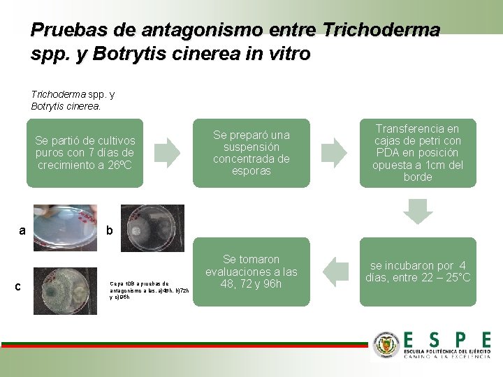 Pruebas de antagonismo entre Trichoderma spp. y Botrytis cinerea in vitro Trichoderma spp. y