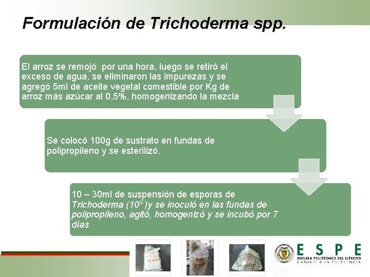 Formulación de Trichoderma spp. El arroz se remojó por una hora, luego se retiró