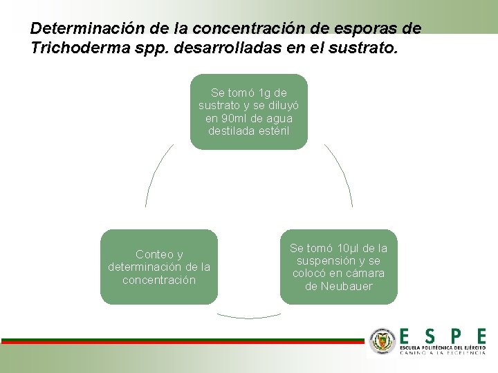 Determinación de la concentración de esporas de Trichoderma spp. desarrolladas en el sustrato. Se