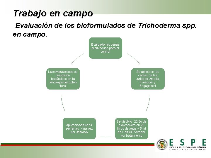 Trabajo en campo Evaluación de los bioformulados de Trichoderma spp. en campo. Evaluado las