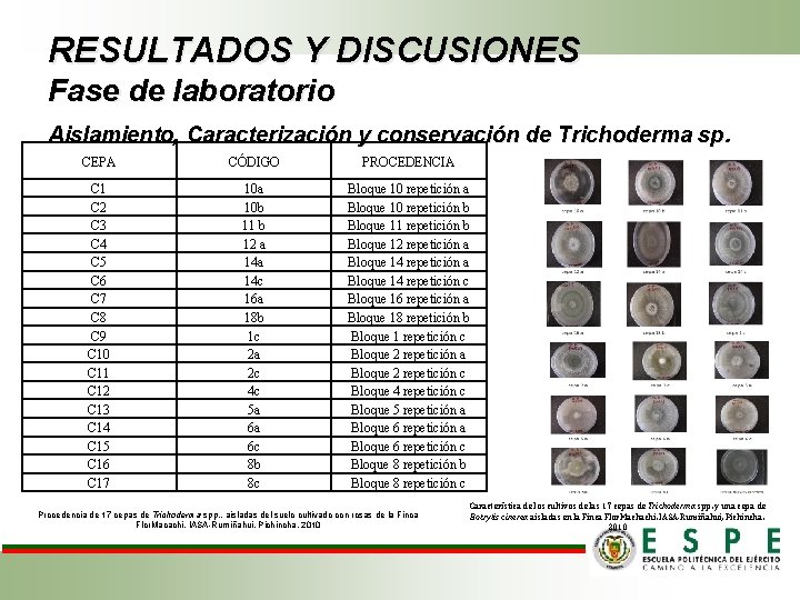 RESULTADOS Y DISCUSIONES Fase de laboratorio Aislamiento, Caracterización y conservación de Trichoderma sp. CEPA