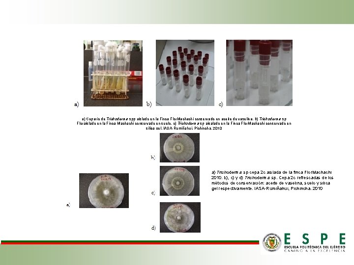 a) Cepario de Trichoderma spp aislado en la Finca Flor. Machachi conservado en aceite