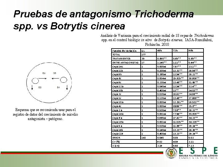 Pruebas de antagonismo Trichoderma spp. vs Botrytis cinerea Análisis de Varianza para el crecimiento