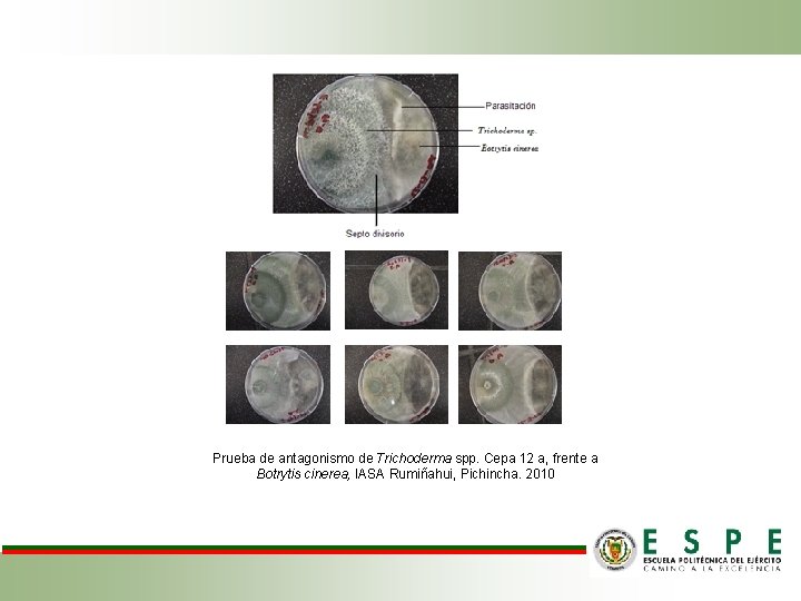 Prueba de antagonismo de Trichoderma spp. Cepa 12 a, frente a Botrytis cinerea, IASA