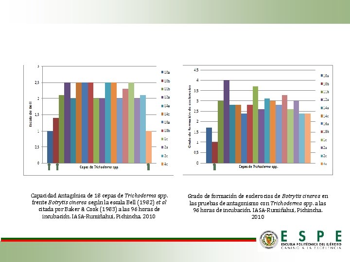 Capacidad Antagónica de 18 cepas de Trichoderma spp. frente Botrytis cinerea según la escala